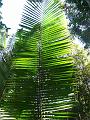 palm leaf
